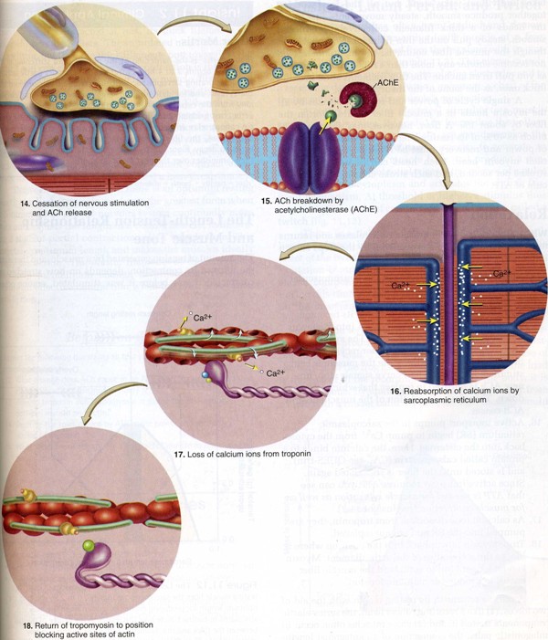 Figure 4. Relaxation of a muscle fibre. These events leading from the cessation of a nerve signal to the release of thin filaments by myosin. 